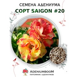 Адениум Тучный от SAIGON ADENIUM № 20   (2 сем)