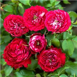 Роза Гранатовый Браслет миниатюрная (Золотая сотка Алтая)