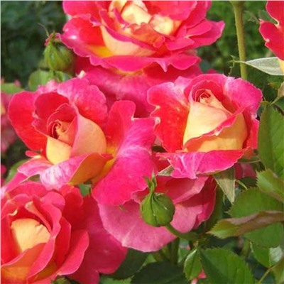 Роза Декор Арлекин шраб (Золотая сотка Алтая)