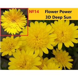 14 ОСТЕОСПЕРМУМ  Flower Power 3D Deep Sun