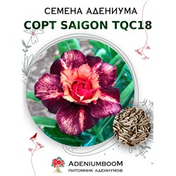 Адениум Тучный от SAIGON ADENIUM, TQC18