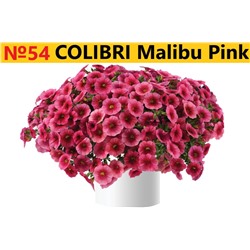 54 Калибрахоа Colibry Malibu Pink