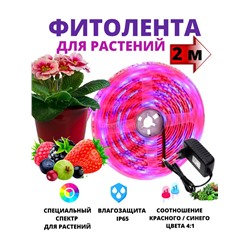 Фитолента св-диод Uniel ULS-P77-2835-42LED/SPSB IP20 2м фиол