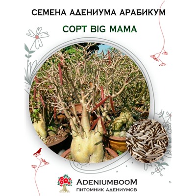 Адениум Арабикум BIG MAMA