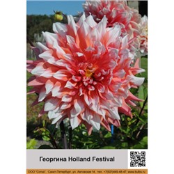 Георгина декоративная Holland Festival