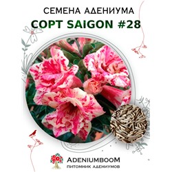 Адениум Тучный от SAIGON ADENIUM № 28   (2 сем)