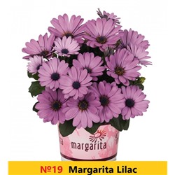 19 ОСТЕОСПЕРМУМ Margarita Lilac