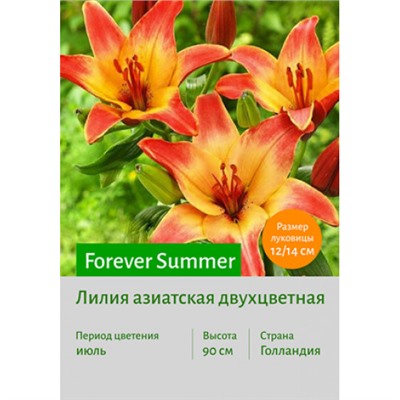 Лилия Forever Summer