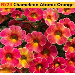24 Калибрахоа Chameleon Atomic Orange