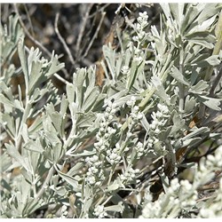 Полынь трехзубчатая (Artemisia tridentata)  0,3 гр