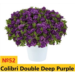52 Калибрахоа Colibry Double Deep Purple