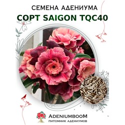 Адениум Тучный от SAIGON ADENIUM, TQC40