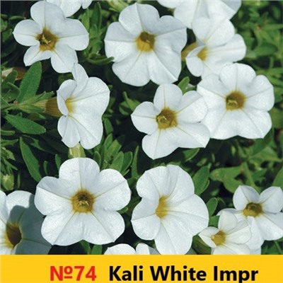 74 Калибрахоа Kali White Impr