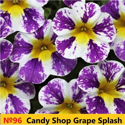 96 Калибрахоа Candy Shope Grape Splash