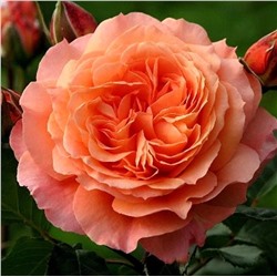 Роза Салмон шраб (Сербия Империя роз)