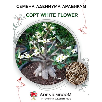 Адениум Арабикум WHITE FLOWER