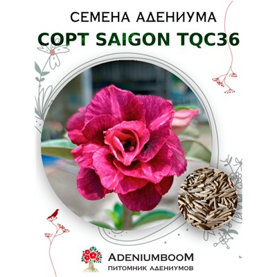 Адениум Тучный от SAIGON ADENIUM, TQC36