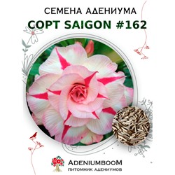 Адениум Тучный от SAIGON ADENIUM № 162   (2 сем)