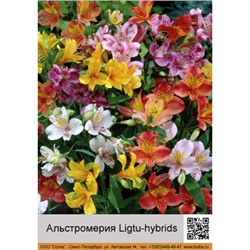 Alstroemeria Ligtu-hybrids