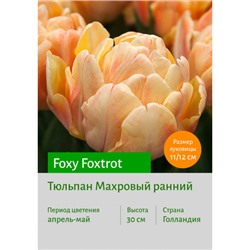 Тюльпан Foxy Foxtrot