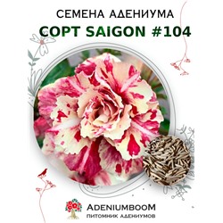 Адениум Тучный от SAIGON ADENIUM № 104   (2 сем)