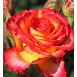 Роза Высший Свет чайно-гибридная (Золотая сотка Алтая)