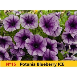 15 Петуния Potunia Bluberry Ice