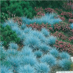 Овсяница голубая (около 300 семян).