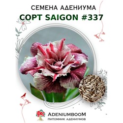 Адениум Тучный от SAIGON ADENIUM № 337   (2 сем)