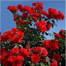 Роза Кордес Бриллиант шраб (Сербия Империя роз)