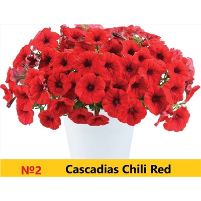 2 Петуния Cascadias Chili Red
