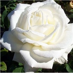 Роза Ивнинг Стар чайно-гибридная (Сербия Империя роз)