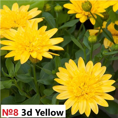 8 ОСТЕОСПЕРМУМ Flower Power 3D Yellow