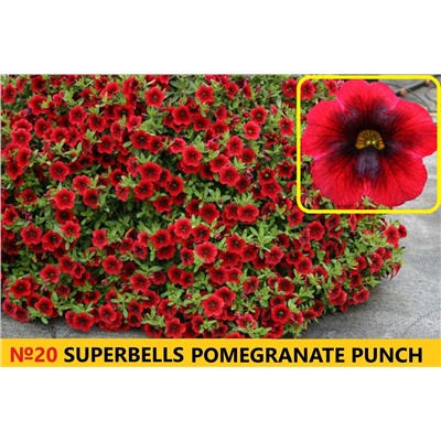 20 Калибрахоа Superbells Pomegranate Punch