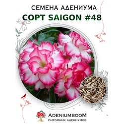Адениум Тучный от SAIGON ADENIUM № 48   (2 сем)