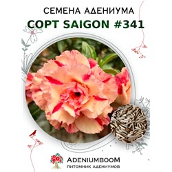 Адениум Тучный от SAIGON ADENIUM № 341   (2 сем)