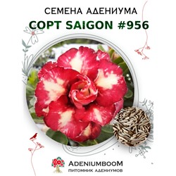 Адениум Тучный от SAIGON ADENIUM № 956  (2 сем)