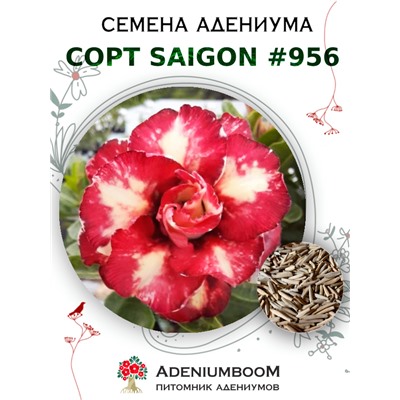 Адениум Тучный от SAIGON ADENIUM № 956