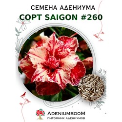 Адениум Тучный от SAIGON ADENIUM № 260   (2 сем)