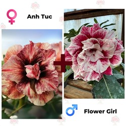 Адениум РО ANH TUC + FLOWER GIRL  (1 сем)
