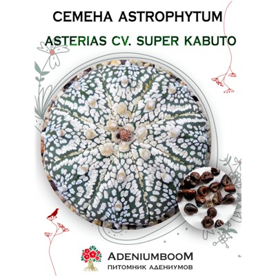 ASTROPHYTUM ASTERIAS CV. SUPER KABUTO (Астрофитум Звездчатый SUPER KABUTO)