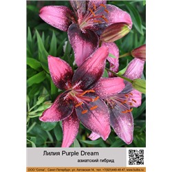 Лилия Purple Dream