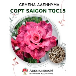 Адениум Тучный от SAIGON ADENIUM, TQC15