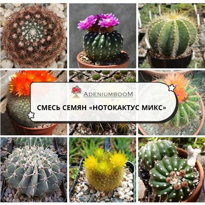 NOTOCACTUS MIX (Нотокактус МИКС)