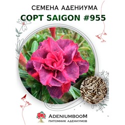 Адениум Тучный от SAIGON ADENIUM № 955  (2 сем)