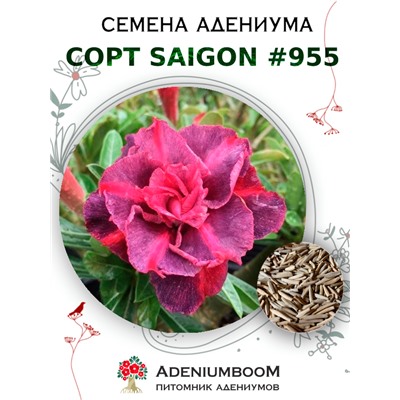 Адениум Тучный от SAIGON ADENIUM № 955  (2 сем)