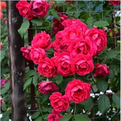 Роза Калонетта плетистая (Сербия Империя роз)