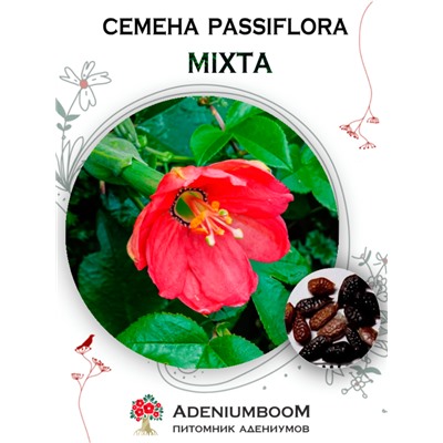 PASSIFLORA MIXTA (Пассифлора Смешанная)