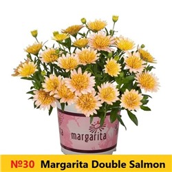 30 ОСТЕОСПЕРМУМ Margarita Double Salmon
