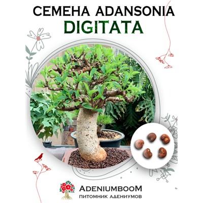 ADANSONIA DIGITATA (Адансония Пальчатая, Баобаб)